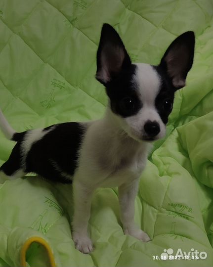 Щенки чихуахуа