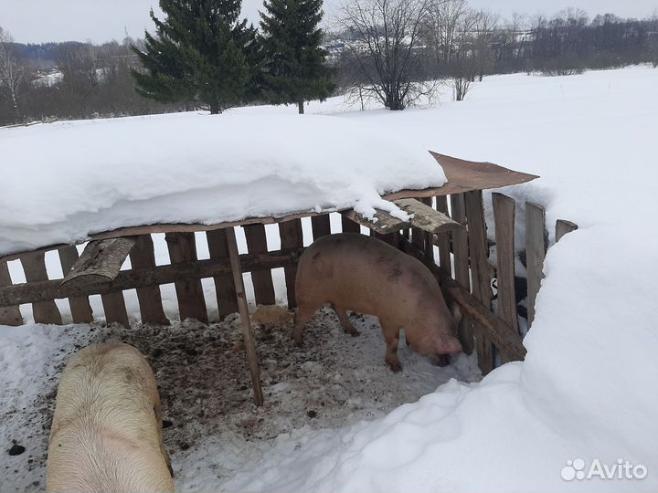 Хряк на племя ландрас