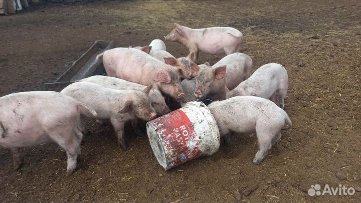 Поросята