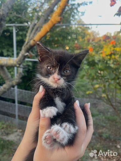 Котята бесплатно