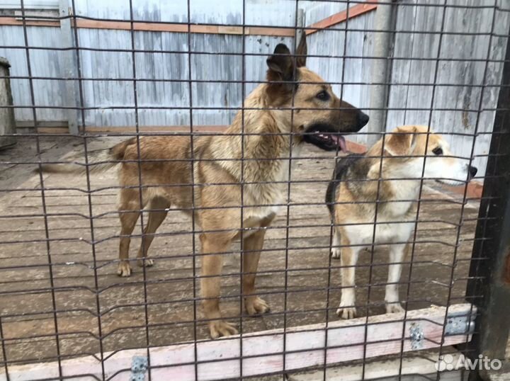 Две собачки и две подружки