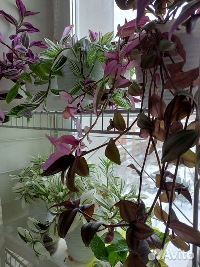 Каллизии Традесканции сортовые