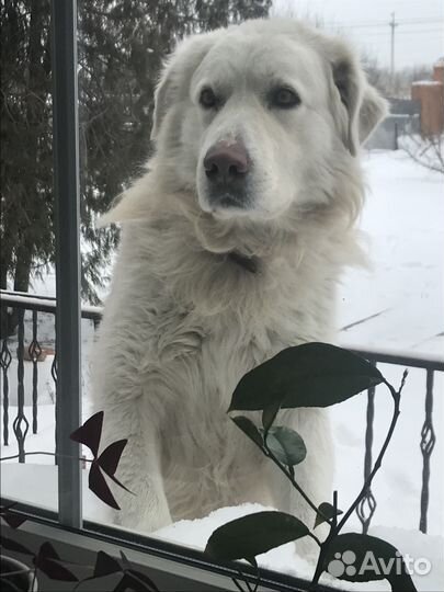 Вязка Мальчик Венгерский кувас
