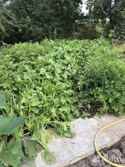 Свекла кормовая