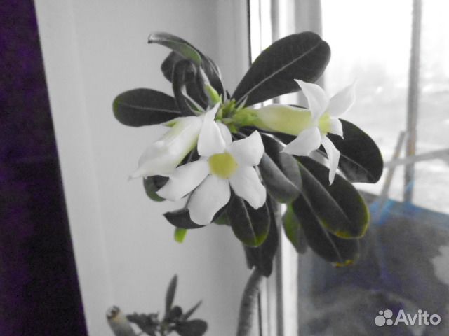 Комнатные цветы