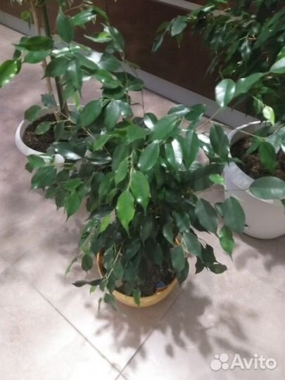 Бенджамина фикусы Большемеры