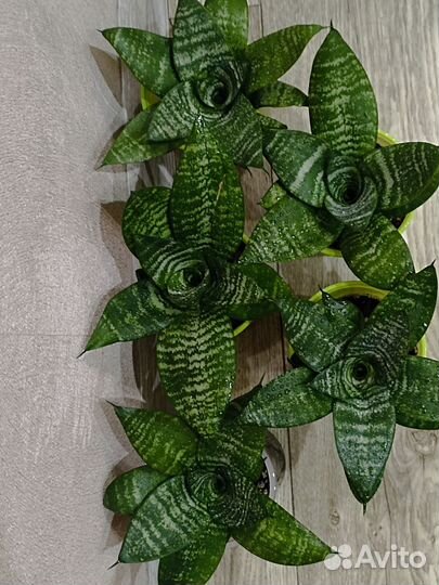 Сансевиерия