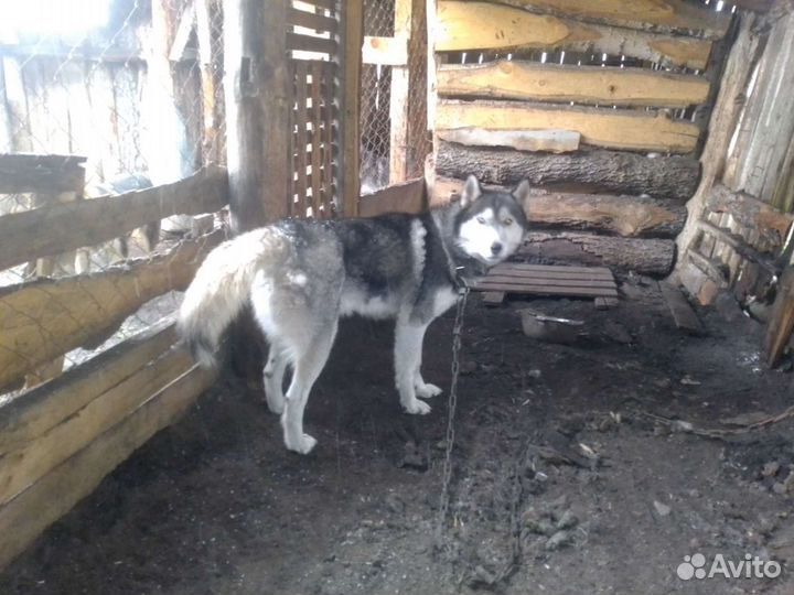 Собаки в добрые руки