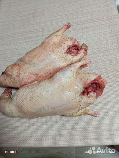 Утка домашняя мясо