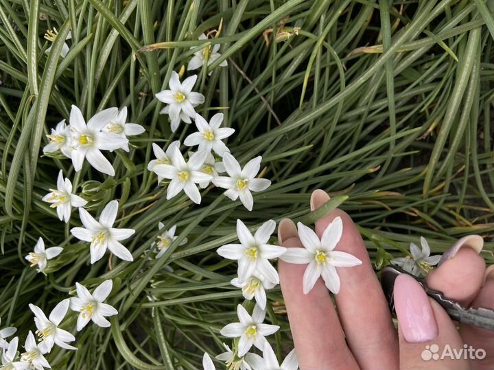 Птицемлечник