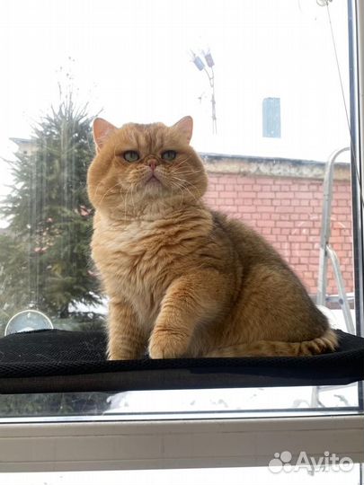 Британский кот