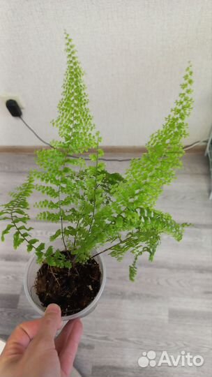 3 вида папоротников