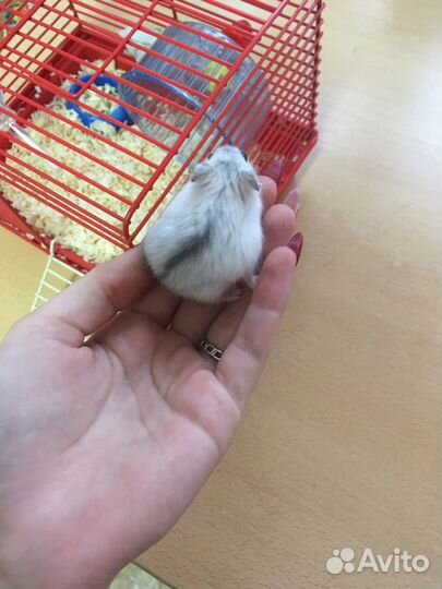 Джунгарский хомяк с клеткой