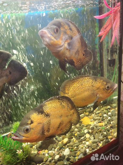 Аквариумные рыбки