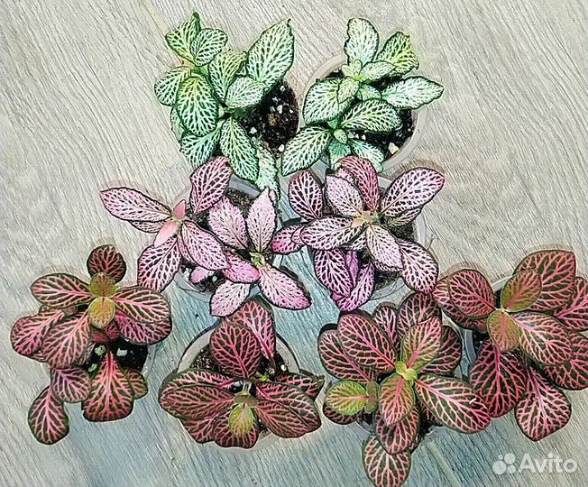 Папайя саженцы, фиттония, пеперомия