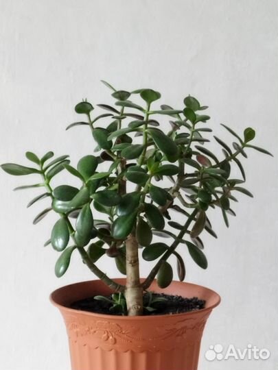 Фикус, денежное дерево