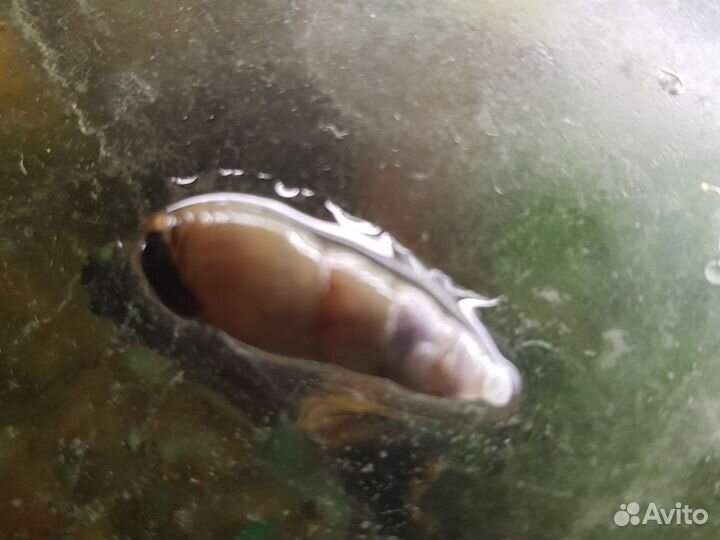 Улитка мелания