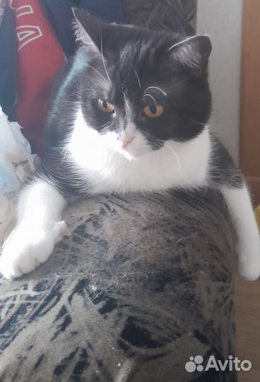 Отдам кота в добрые руки