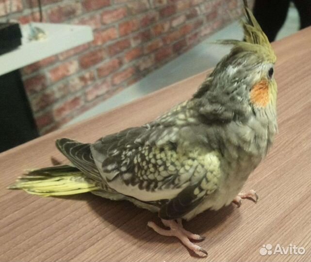 Продам птенцов карелл ручные