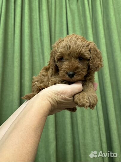 Щенки пуделя