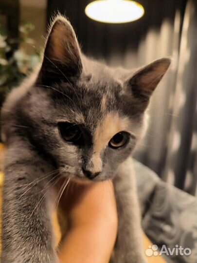 Русская голубая отдам