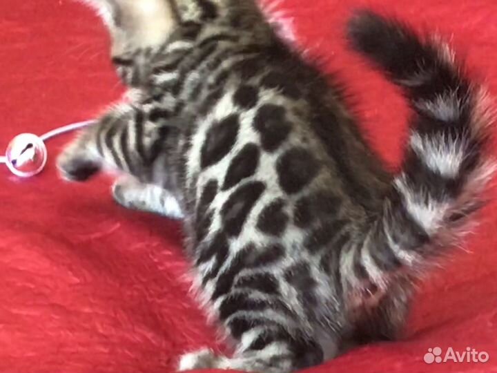 Бенгальские котята