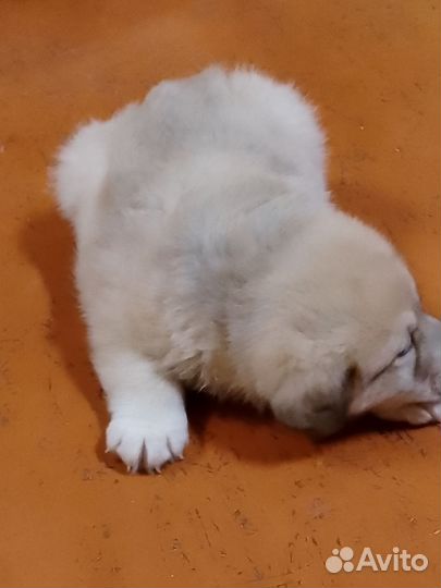 Отдам в добрые руки