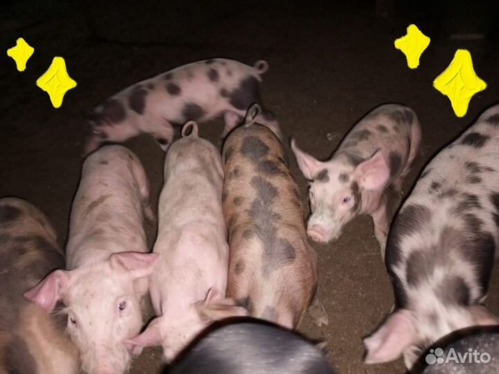 Поросята овцы бараны ягнята