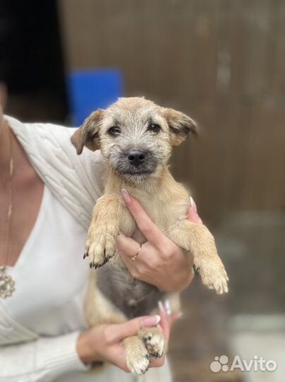 Щенок мальчик