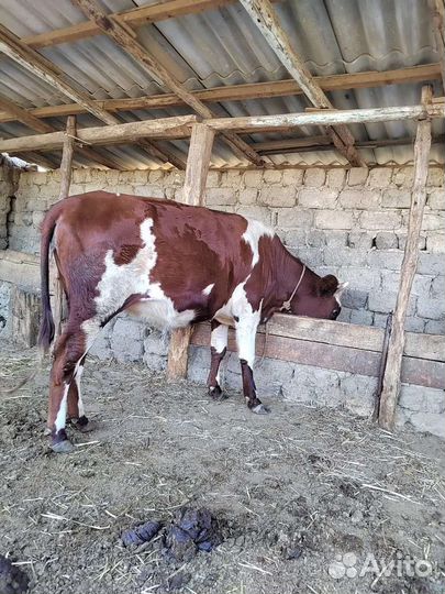 Тёлка на мясо, баран на племя и ягнята