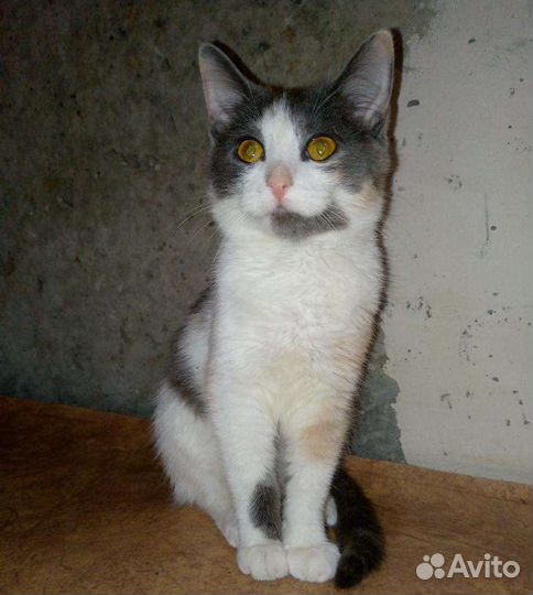 Кошечка в добрые руки