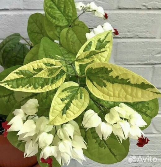 Клеродендрум томпсон