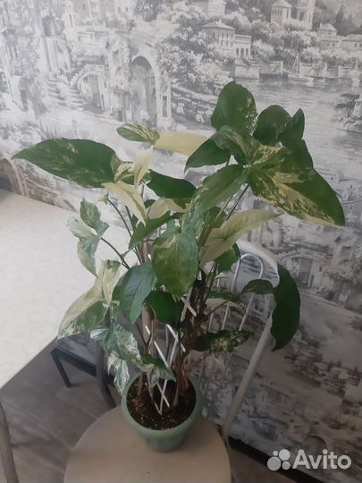 Сингониум imperial white