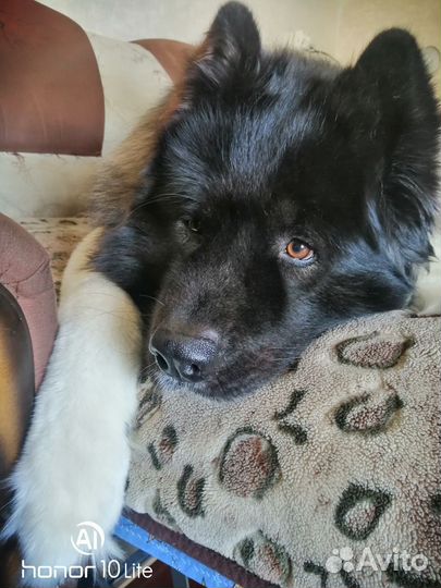 Вязка кабель ищет подругу