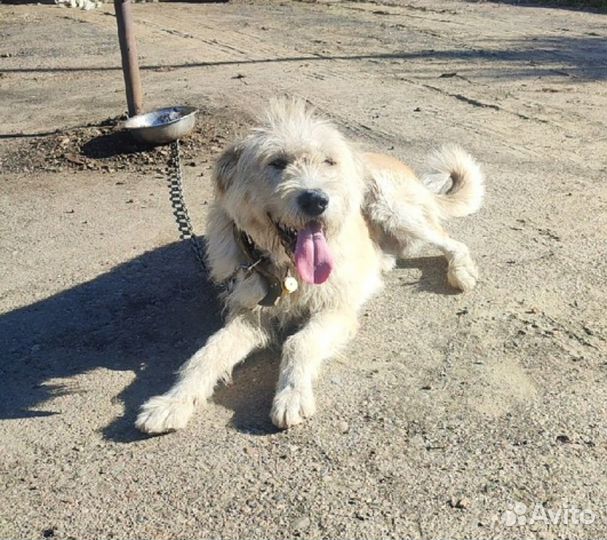 Большой и красивый кобель- бородач