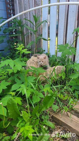 Котята в дар бесплатно