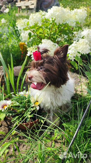 Биро Йорк,бело-шокол.золотой окрас Йорка,шокоБивер