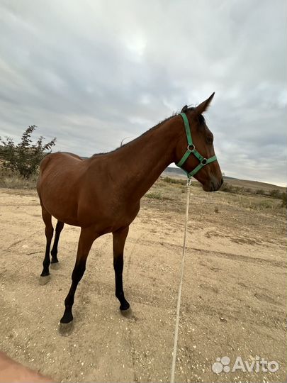 Лошадь кабыла