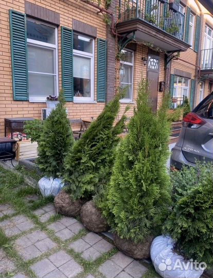 Туи колумна