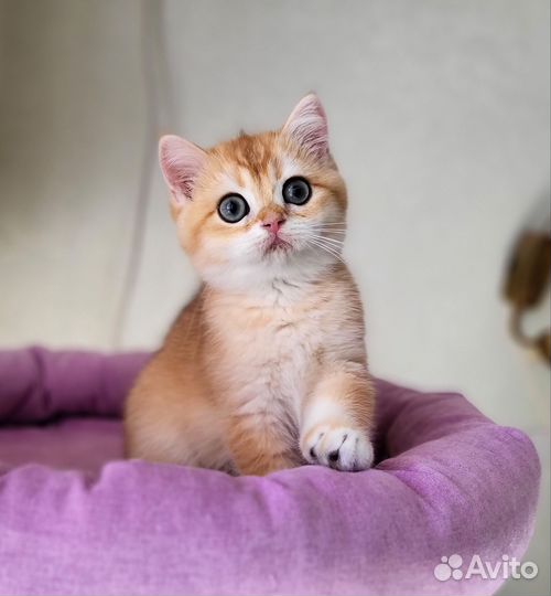 Британские золотые котята