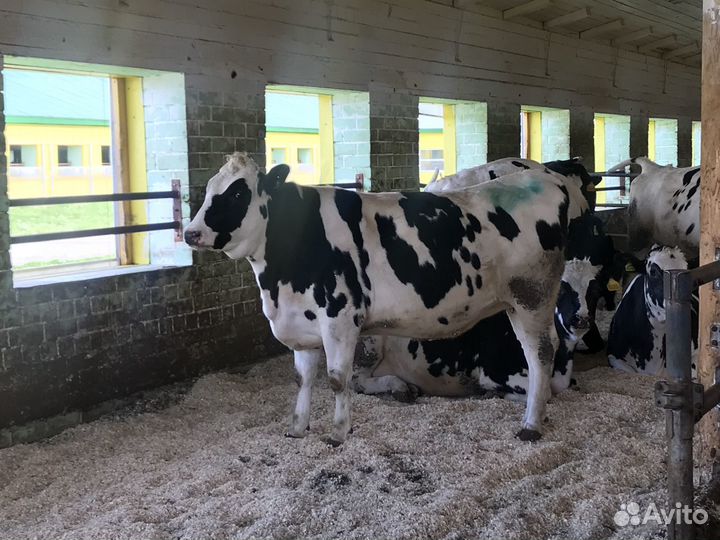 Нетели Телки племенные молочные высокий удой