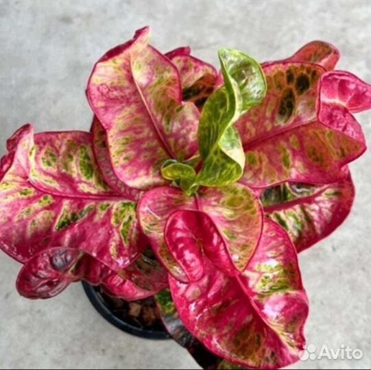 Кодиеум кротон тайский сорт Theppharak