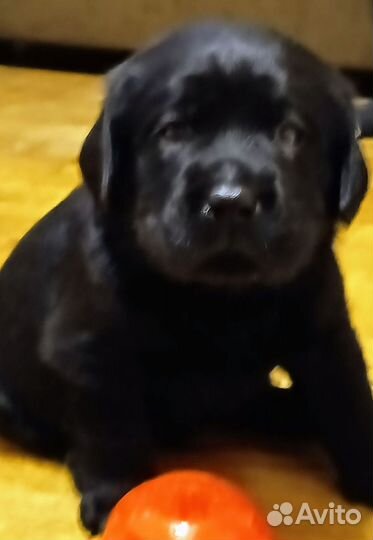 Щенки Лабрадора