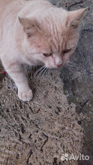 Котик в добрые руки