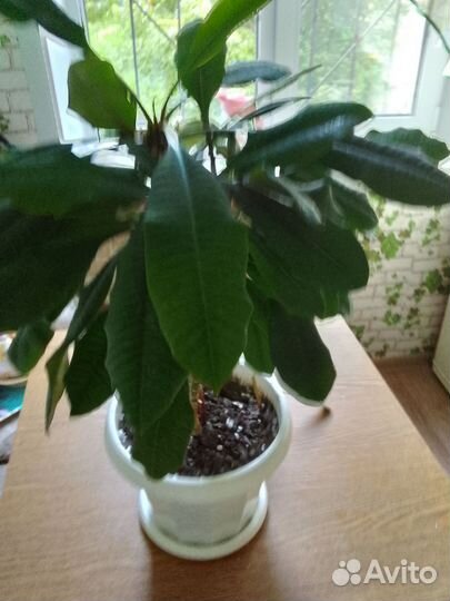 Комнатные цветы