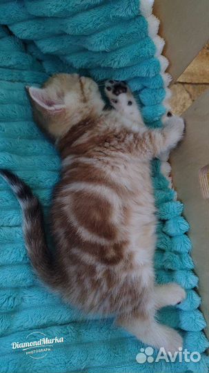 Шотландская мраморное золото