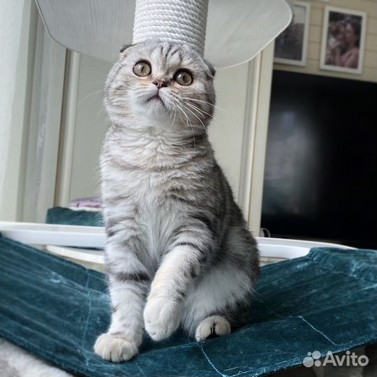 Шотландская