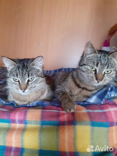 Кошка бесплатно