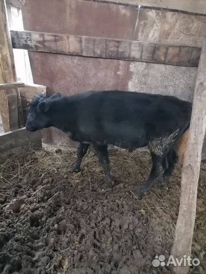 Бычки на откорм