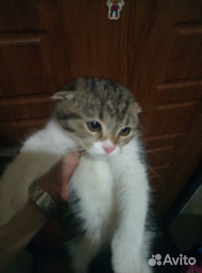 Британская кошка бесплатно